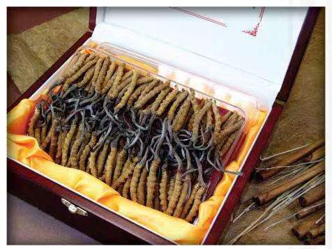 溪湖冬虫夏草回收